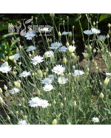 Immortelle annuelle Superbissimum Album