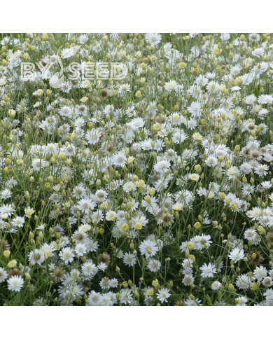 Immortelle annuelle Superbissimum Album
