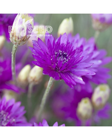 Immortelle annuelle Superbissimum Purpureum