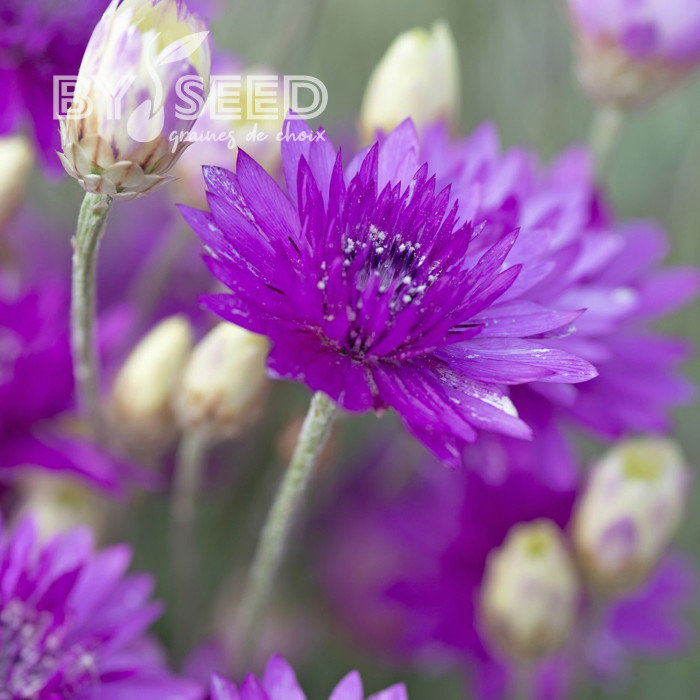 Immortelle annuelle Superbissimum Purpureum