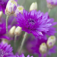 Immortelle annuelle Superbissimum Purpureum