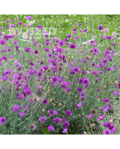 Immortelle annuelle Superbissimum Purpureum