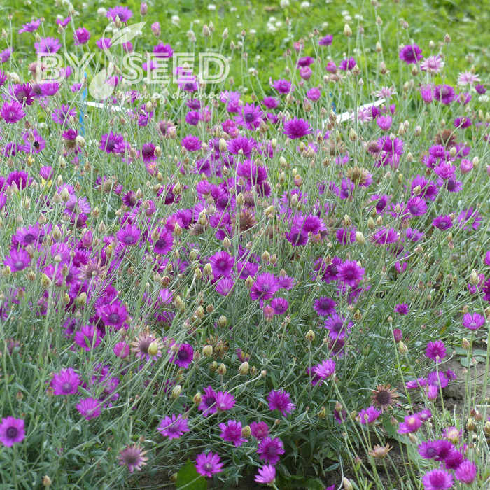 Immortelle annuelle Superbissimum Purpureum