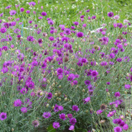 Immortelle annuelle Superbissimum Purpureum