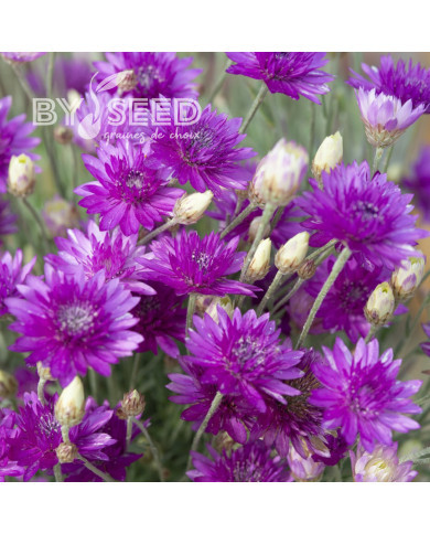 Immortelle annuelle Superbissimum Purpureum