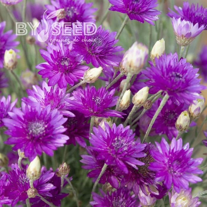 Immortelle annuelle Superbissimum Purpureum