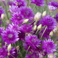 Immortelle annuelle Superbissimum Purpureum