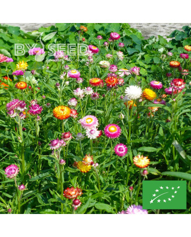 Immortelle à bractées Monstrueuse double Mix BIO