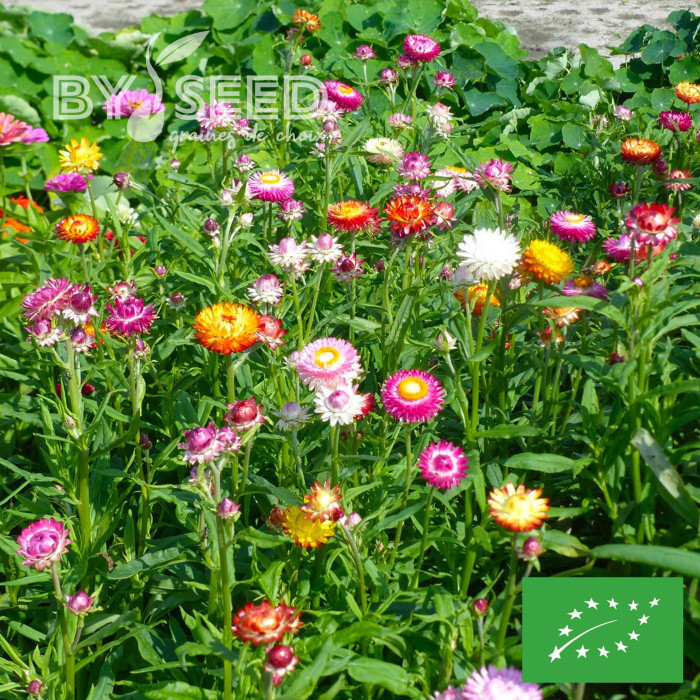 Immortelle à bractées Monstrueuse double Mix BIO