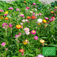 Immortelle à bractées Monstrueuse double Mix BIO