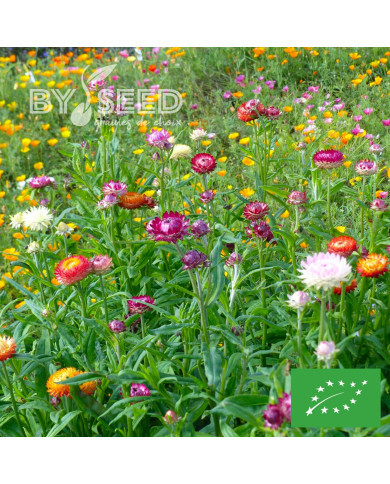 Immortelle à bractées Monstrueuse double Mix BIO