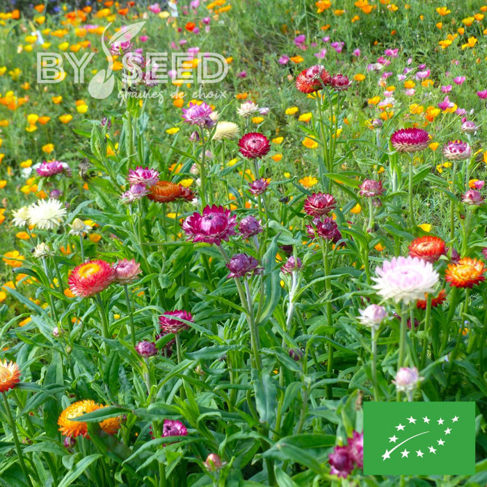 Immortelle à bractées Monstrueuse double Mix BIO