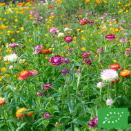 Immortelle à bractées Monstrueuse double Mix BIO