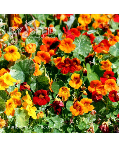 Capucine grimpante Jewel of Africa