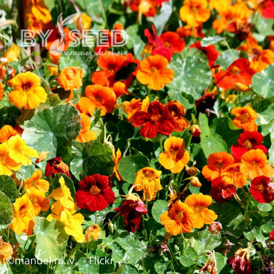 Capucine grimpante Jewel of Africa