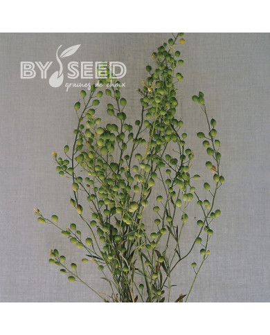 Lepidium sativum Attraxa