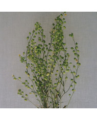 Lin annuel Bleu BIO (Linum usitatissimum)
