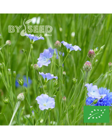 Lin annuel Bleu BIO (Linum usitatissimum)