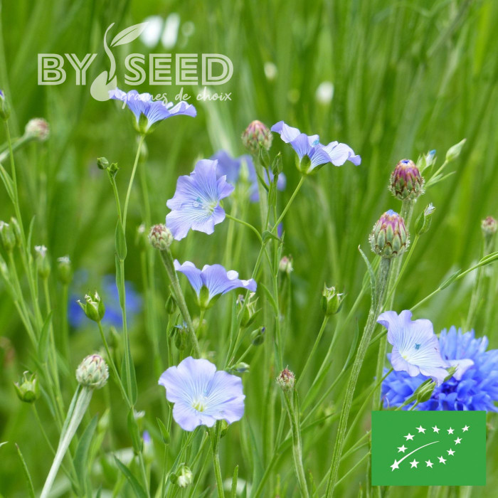 Lin annuel Bleu BIO (Linum usitatissimum)