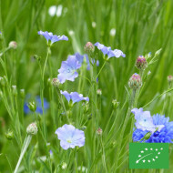 Lin annuel Bleu BIO (Linum usitatissimum)