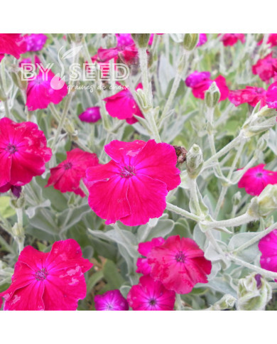 Coquelourde des jardins Atrosanguinea