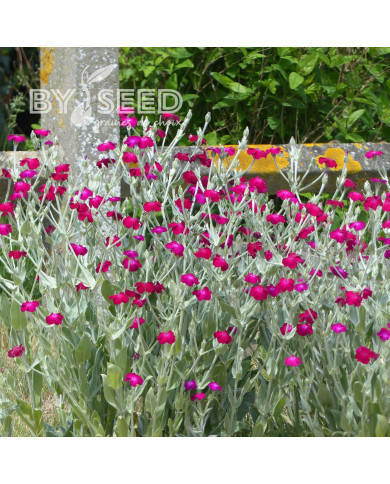 Coquelourde des jardins Atrosanguinea