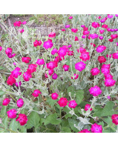 Coquelourde des jardins Atrosanguinea