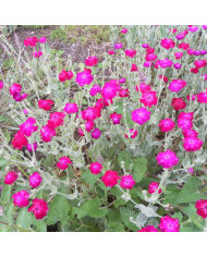 Coquelourde des jardins Oculata (Angel's Blush)