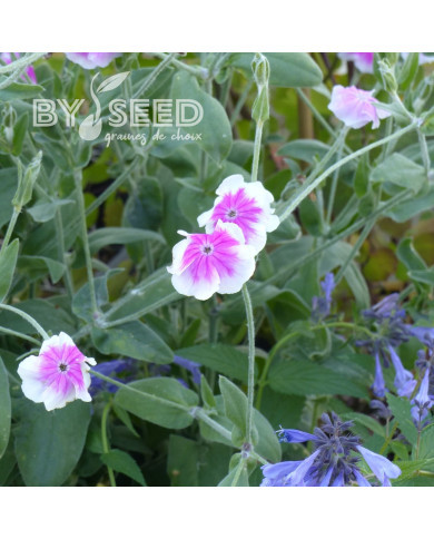 Coquelourde des jardins Oculata (Angel's Blush)