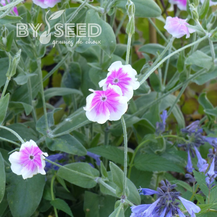 Coquelourde des jardins Oculata (Angel's Blush)