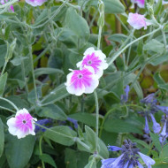 Coquelourde des jardins Oculata (Angel's Blush)