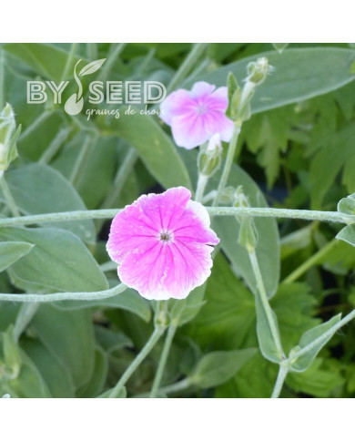 Coquelourde des jardins Oculata (Angel's Blush)
