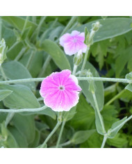 Grande marguerite Crazy Daisy