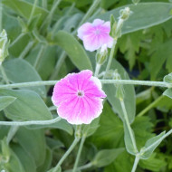 Coquelourde des jardins Oculata (Angel's Blush)