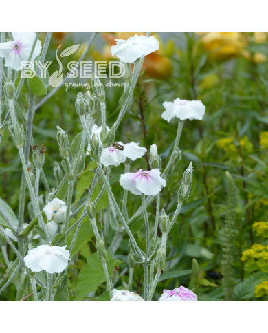 Coquelourde des jardins Oculata (Angel's Blush)