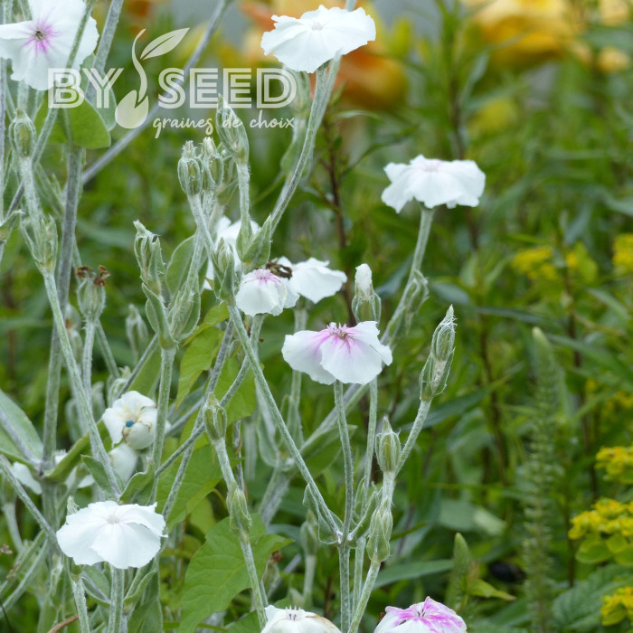 Coquelourde des jardins Oculata (Angel's Blush)