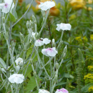 Coquelourde des jardins Oculata (Angel's Blush)