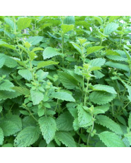 Melinis minutiflora Silver Queen