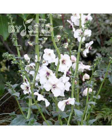 Verbascum blattaria f. albiflora