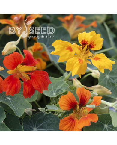 Capucine grimpante Phoenix, Arizona