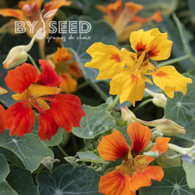 Capucine grimpante Phoenix, Arizona