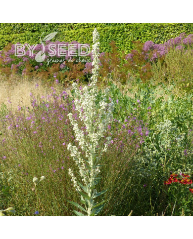 Verbascum phlomoides Snow Maiden