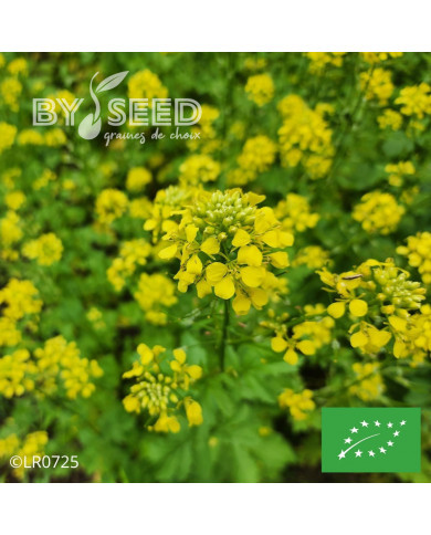 Moutarde blanche BIO