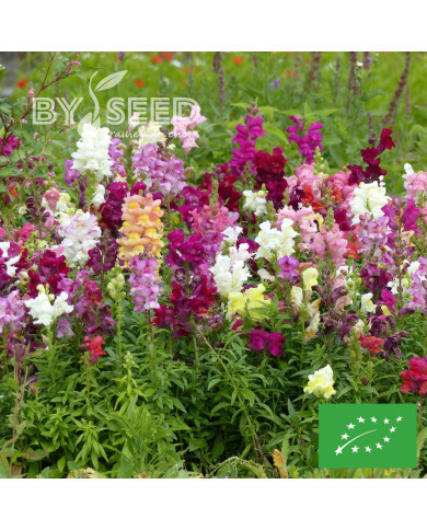 Muflier Maximum Mix BIO