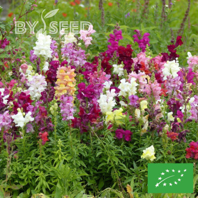 Muflier Maximum Mix BIO