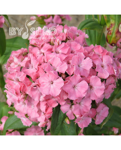 OEillet de poète Etournelle Light Salmon