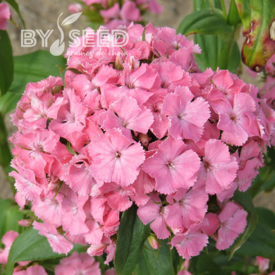 OEillet de poète Etournelle Light Salmon