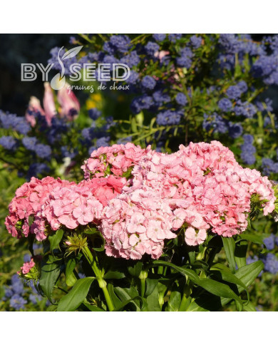 OEillet de poète Etournelle Light Salmon