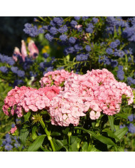 Dracocephalum moldavicum "Tête-de-Dragon" BIO