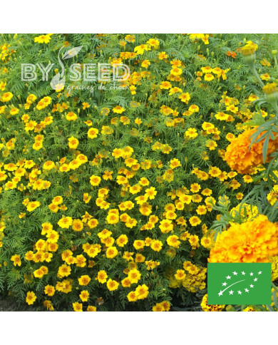 OEillet d'Inde signata ou Tagète agrume BIO